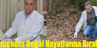 4 Semender Doğal Hayatlarına Bırakıldı