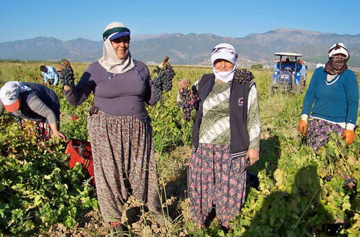 hassa üzüm üretimi2