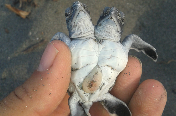 iki başlı deniz kap2