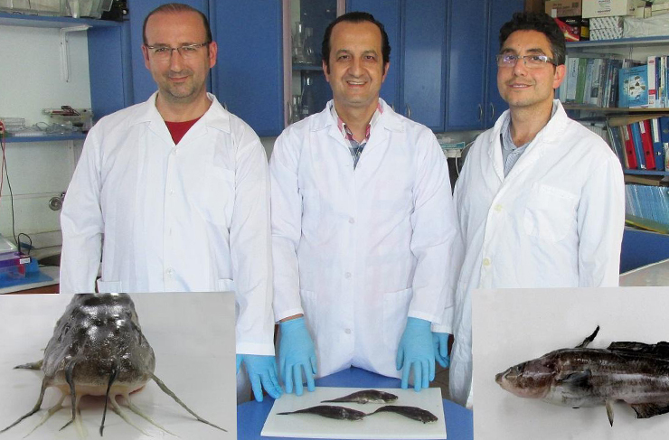 iste-zehirli balık1