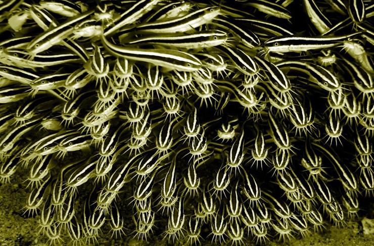 iste-zehirli balık2