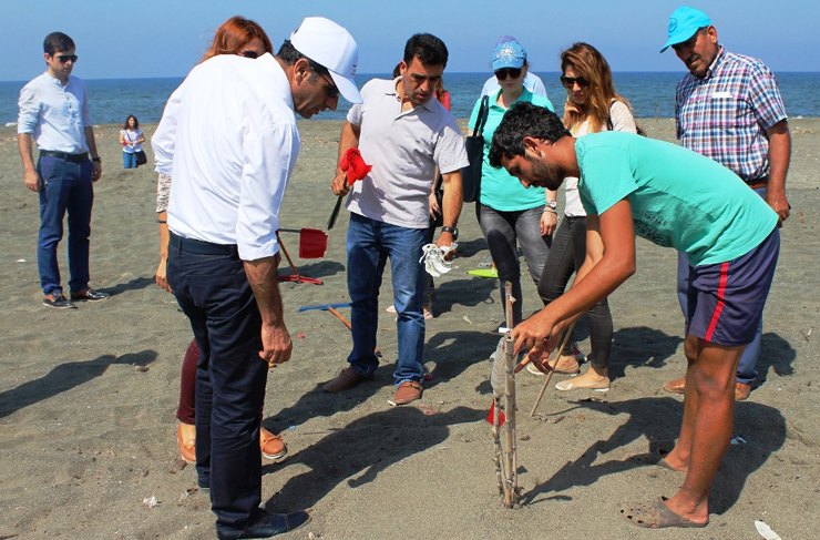 deniz kaplumbağası1