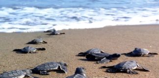 Caretta Caretta Yavrularının Denize Yürüdüğü Ana Tanıklık Etmek İsteyenler Samandağ’da Buluşuyor