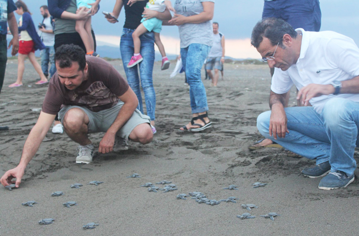 deniz kaplumbağası2