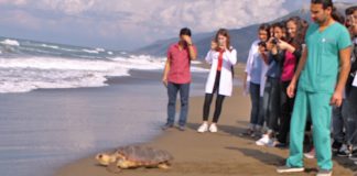 Tedavi Edilen Deniz Kaplumbağaları Samandağ’da Doğal Ortamlarına Bırakıldı