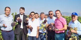 Hassa’da Üzüm Festivali Düzenlendi