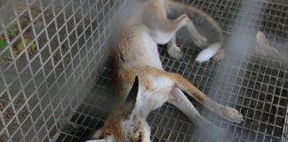 Antakya’da Sürpriz Misafir