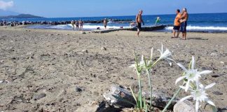 Kum Zambağını Koparana 48 Bin Lira Ceza!