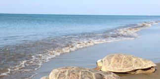 Deniz Kaplumbağaları Doğal Ortamına Kavuştu