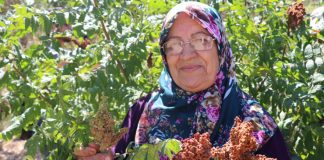 Yayladağı’nda Sumak Hasadı!