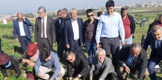 Arsuz’da Maydanoz Hasadı Başladı