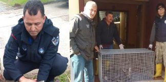 Yaralı Karacaya İskenderun Belediyesi Zabıtası Sahip Çıktı