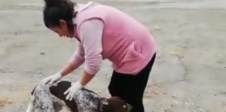 Elfida’ya Serap Çağrı Sahip Çıktı