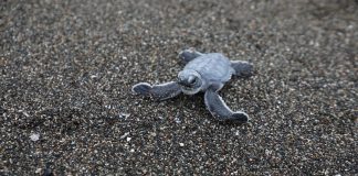 Tehdit Altındaki Türleri HBB Koruyor