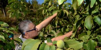 Belen Belediyesi Ceviz Bahçesinde Hasat Zamanı!