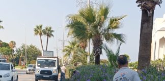 Sahil Şeridinde Çim ve Çiçek Bakımı Yapılıyor