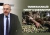 Çalışkan; “Hataylı Zeytin Üreticisi Perişan”