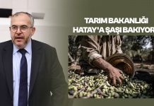 Çalışkan; “Hataylı Zeytin Üreticisi Perişan”