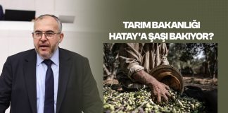 Çalışkan; “Hataylı Zeytin Üreticisi Perişan”
