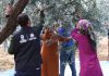 HBB, Zeytin Üreticilerini Eğitimle Destekliyor