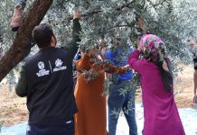 HBB, Zeytin Üreticilerini Eğitimle Destekliyor